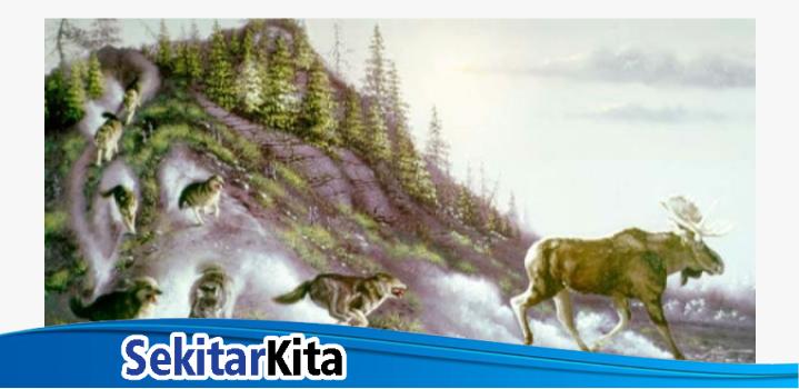 Tes ilusi optik untuk tebak berapa jumlah srigala dalam gambar