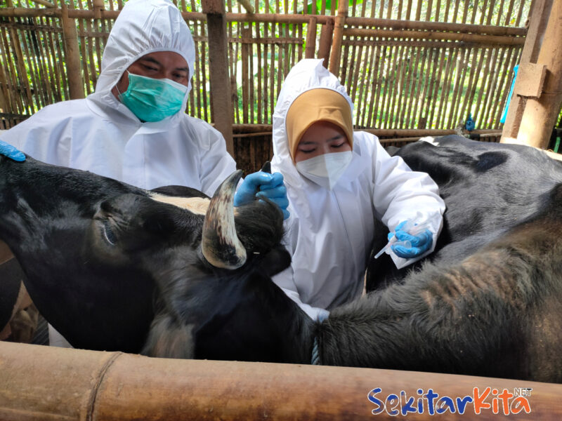 Dispernakan KBB saat melakukan vaksin pada (28/06) terhadap hewan ternak upaya pencegahan kasus PMK di Bandung Barat. (Foto: Abdul) dok. SekitarKita.net