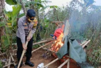 Polsek Cicurug, Kabupaten Sukabumi dibantu warga sekitar membongkar gubug dan membakar diduga jadi tempat transaksi jual beli obat terlarang (tramadol). Foto; Kabar Negri 