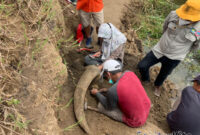 Tim peneliti melakukan ekspakasi fosil bobid (banteng) di Desa Baranangsiang, Kecamatan Cipongkor KBB (foto Abdul).