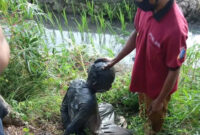 Terduga pelaku curanmor tertangkap warga usai jeburkan diri ke sawah di Bekasi (Arjun/ @kabarnegri)