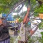 Hujan deras disertai angin kencang mengakibatkan pohon tumbang ditepi jembatan Cikarang kota, tepatnya di Jalan Re Martadinata, Gatot Subroto, Desa Karang Asih, Cikarang Utara, Kabupaten Bekasi.