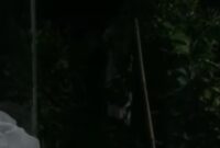 Penampakan pocong gegrkan warga Kampung Pelaukan RT 003 RW 002 Desa Karangrahayu Kecamatan Karangbahagia Kabupaten Bekasi