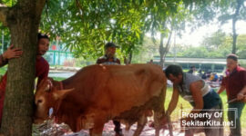 Prabowo Subianto sumbang sapi Limosin bobot 800 Kg ke Ponpes At-Taqwa Kecamatan Babelan, Kabupaten Bekasi (foto: Jeje)
