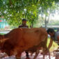 Prabowo Subianto sumbang sapi Limosin bobot 800 Kg ke Ponpes At-Taqwa Kecamatan Babelan, Kabupaten Bekasi (foto: Jeje)