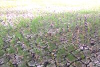 Rubuan hektare sawah di Kabupaten Bekasi alami kekeringan (foto: Jeje)