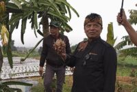 Anggota DPR/MPR RI dari Fraksi Partai Golkar, Dr. H. Dadang M. Naser, S.H., S.IP., M.I.Pol. sambangi kebun warga di Desa Cilame, Kecamatan Ngamprah Bandung Barat (foto: Abdul Kholilulloh)