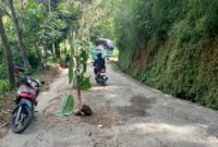 Protes jalan rusak Warga Kampung Manoko, Desa Cikahuripan, Kecamatan Lembang, Kabupaten Bandung Barat (KBB) menanam pohon (foto: Abdul Kholilulloh)