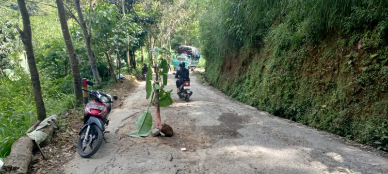 Protes jalan rusak Warga Kampung Manoko, Desa Cikahuripan, Kecamatan Lembang, Kabupaten Bandung Barat (KBB) menanam pohon (foto: Abdul Kholilulloh)