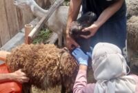 Pengembangan peternakan sapi perah di wilayah selatan, yang digarap langsung oleh Dinas Perikanan dan Peternakan (Dispernakan) KBB. (Foto: Instagram (dispernakan_kbb)