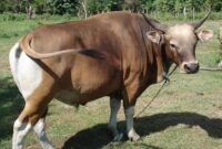 Foto: ilustrasi/istimewa