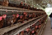 Ternak ayam petelur (foto: Instagram @dispernakan_kbb)