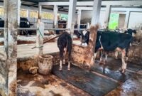 Ternak sapi (foto: istimewa)