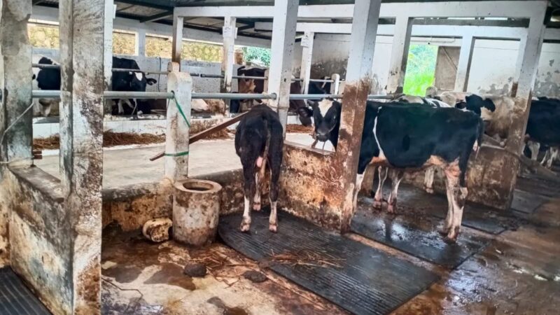 Ternak sapi (foto: istimewa)