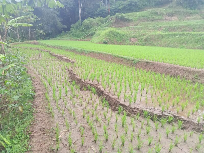 Bencana pergerakan tanah kembali melanda wilayah Kabupaten Bandung Barat (KBB), tepatnya di Kampung Cilame, RT 01, RT 02, dan RT 03 RW 05, Dusun Ci Keueus, Desa Cintaasih, Kecamatan Cipongkor (foto: istimewa)