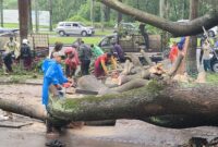 Dua kali pohon tumbang di Kawasan elit Kota Baru Parahyangan, Kecamatan Padalarang KBB (foto: Abdul Kholilulloh) 