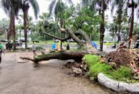 Petugas evakuasi pohon trambesi tumbang dan menimpa 3 unit mobil terparkir, Jumat 23 Januari 2026 (foto: Abdul Kholilulloh) 