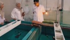 Wakil Wali Kota Cimahi, Adhitia Yudisthira, kunjungi Balai Benih Ikan (BBI) di Kelurahan Cibabat, Kecamatan Cimahi Utara (foto: istimewa)