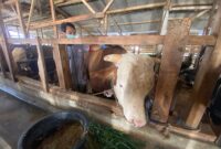 Mayor, Seekor sapi berbobot lebih dari satu ton asal Kecamatan Cisarua, Kabupaten Bandung Barat, terpilih menjadi hewan kurban Presiden RI Prabowo Subianto pada Iduladha 1447 Hijriah (foto: Abdul Kholilulloh)