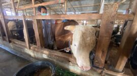 Mayor, Seekor sapi berbobot lebih dari satu ton asal Kecamatan Cisarua, Kabupaten Bandung Barat, terpilih menjadi hewan kurban Presiden RI Prabowo Subianto pada Iduladha 1447 Hijriah (foto: Abdul Kholilulloh)