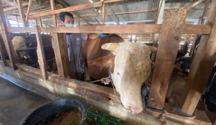 Mayor, Sapi Jumbo Asal Bandung Barat Terpilih Jadi Hewan Kurban Presiden Prabowo