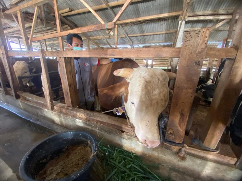 Mayor, Seekor sapi berbobot lebih dari satu ton asal Kecamatan Cisarua, Kabupaten Bandung Barat, terpilih menjadi hewan kurban Presiden RI Prabowo Subianto pada Iduladha 1447 Hijriah (foto: Abdul Kholilulloh)