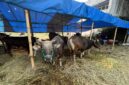 Sapi Bali asal Bima, NTB, banyak diburu warga Kabupaten Bandung Barat menjelang Hari Raya Iduladha 1447 Hijriah karena kualitas dagingnya yang padat dan tidak berair (foto: Abdul Kholilulloh) 