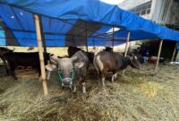 Sapi Bali asal Bima, NTB, banyak diburu warga Kabupaten Bandung Barat menjelang Hari Raya Iduladha 1447 Hijriah karena kualitas dagingnya yang padat dan tidak berair (foto: Abdul Kholilulloh)