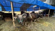 Sapi Bali asal Bima, NTB, banyak diburu warga Kabupaten Bandung Barat menjelang Hari Raya Iduladha 1447 Hijriah karena kualitas dagingnya yang padat dan tidak berair (foto: Abdul Kholilulloh)