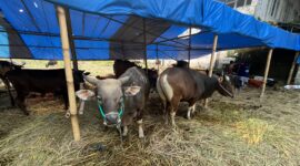 Sapi Bali asal Bima, NTB, banyak diburu warga Kabupaten Bandung Barat menjelang Hari Raya Iduladha 1447 Hijriah karena kualitas dagingnya yang padat dan tidak berair (foto: Abdul Kholilulloh) 