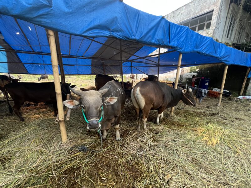 Sapi Bali asal Bima, NTB, banyak diburu warga Kabupaten Bandung Barat menjelang Hari Raya Iduladha 1447 Hijriah karena kualitas dagingnya yang padat dan tidak berair (foto: Abdul Kholilulloh) 