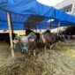 Sapi Bali asal Bima, NTB, banyak diburu warga Kabupaten Bandung Barat menjelang Hari Raya Iduladha 1447 Hijriah karena kualitas dagingnya yang padat dan tidak berair (foto: Abdul Kholilulloh) 