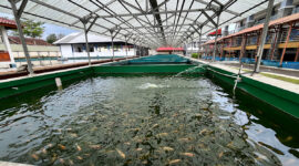 Pelatihan budidaya ikan di Balai Pelatihan Vokasi dan Produktivitas (BPVP) Bandung Barat, Kecamatan Lembang (foto: Abdul Kholilulloh)