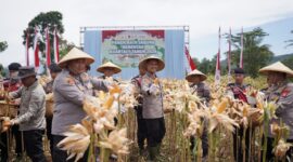 Kapolres Cimahi, AKBP Niko N. Adi Putra, bersama jajaran dan petani panen jagung di Bandung Barat memanfaatkan lahan tidur (foto: istimewa)