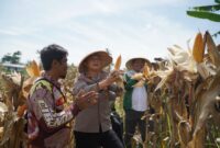 Senyum sumringah petani di Cikalongwetan KBB usai panen program Polri didampingi Kapolres Cimahi AKBP Niko N. Adi Putra (foto: Humas Polres Cimahi)