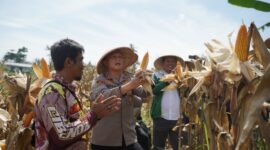 Senyum sumringah petani di Cikalongwetan KBB usai panen program Polri didampingi Kapolres Cimahi AKBP Niko N. Adi Putra (foto: Humas Polres Cimahi)