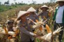 Optimalkan lahan tidur, Kapolres Cimahi, AKBP Niko N. Adi Putra panen jagung di Kabupaten Bandung Barat (foto: Humas Polres Cimahi)