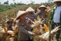 Optimalkan lahan tidur, Kapolres Cimahi, AKBP Niko N. Adi Putra panen jagung di Kabupaten Bandung Barat (foto: Humas Polres Cimahi)