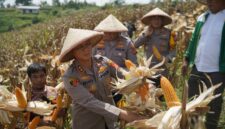 Optimalkan lahan tidur, Kapolres Cimahi, AKBP Niko N. Adi Putra panen jagung di Kabupaten Bandung Barat (foto: Humas Polres Cimahi)