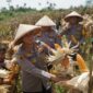 Optimalkan lahan tidur, Kapolres Cimahi, AKBP Niko N. Adi Putra panen jagung di Kabupaten Bandung Barat (foto: Humas Polres Cimahi)