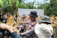 Panen Raya Jagung Serentak Kuartal II Tahun 2026 yang digelar bersama kelompok tani binaan Polda Jabar, Polres Cimahi (foto: Humas Polres Cimahi)