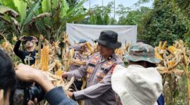 Panen Raya Jagung Serentak Kuartal II Tahun 2026 yang digelar bersama kelompok tani binaan Polda Jabar, Polres Cimahi (foto: Humas Polres Cimahi)