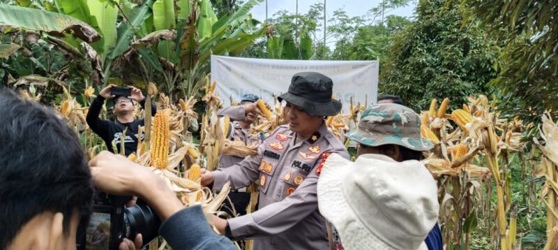 Panen Raya Jagung Serentak Kuartal II Tahun 2026 yang digelar bersama kelompok tani binaan Polda Jabar, Polres Cimahi (foto: Humas Polres Cimahi)