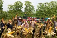 Polres Cimahi dan petani panen Raya jagung di lahan persawahan di Kabupaten Bandung Barat (foto: Humas Polres Cimahi)