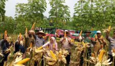 Polres Cimahi dan petani panen Raya jagung di lahan persawahan di Kabupaten Bandung Barat (foto: Humas Polres Cimahi)